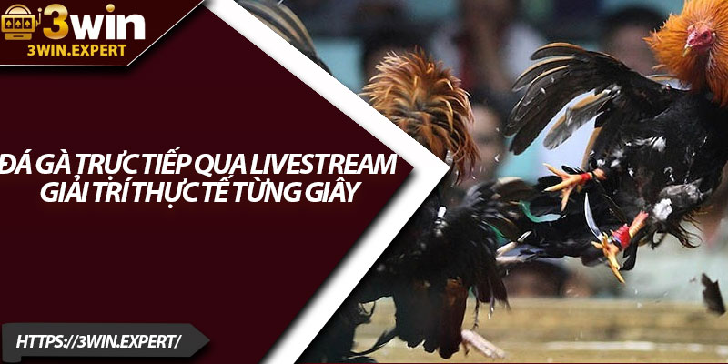 Đá Gà Trực Tiếp Qua Livestream – Giải Trí Thực Tế Từng Giây 3 Da Ga Truc Tiep Qua Livestream – Giai Tri Thuc Te Tung Giay