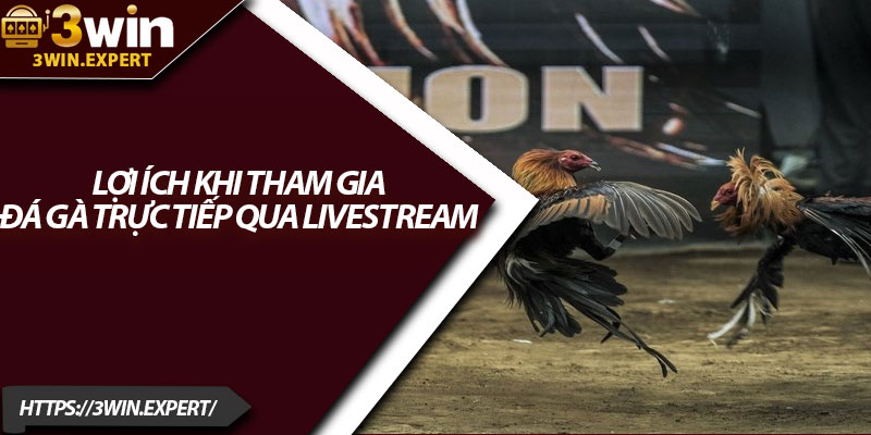 Đá Gà Trực Tiếp Qua Livestream – Giải Trí Thực Tế Từng Giây 3 Lợi ích khi tham gia đá gà trực tiếp qua livestream